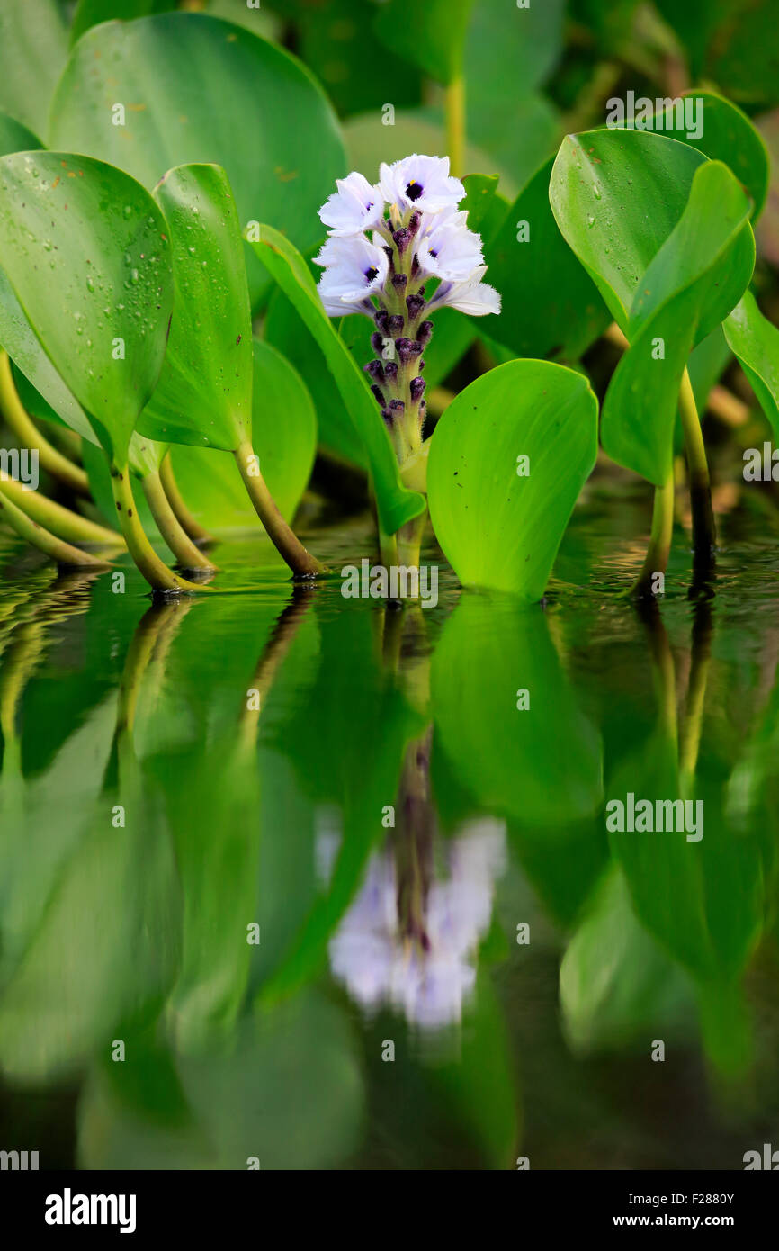 Water hyacinth (Eichhornia crassipes), blooming, Pantanal, Mato Grosso, Brazil Stock Photo