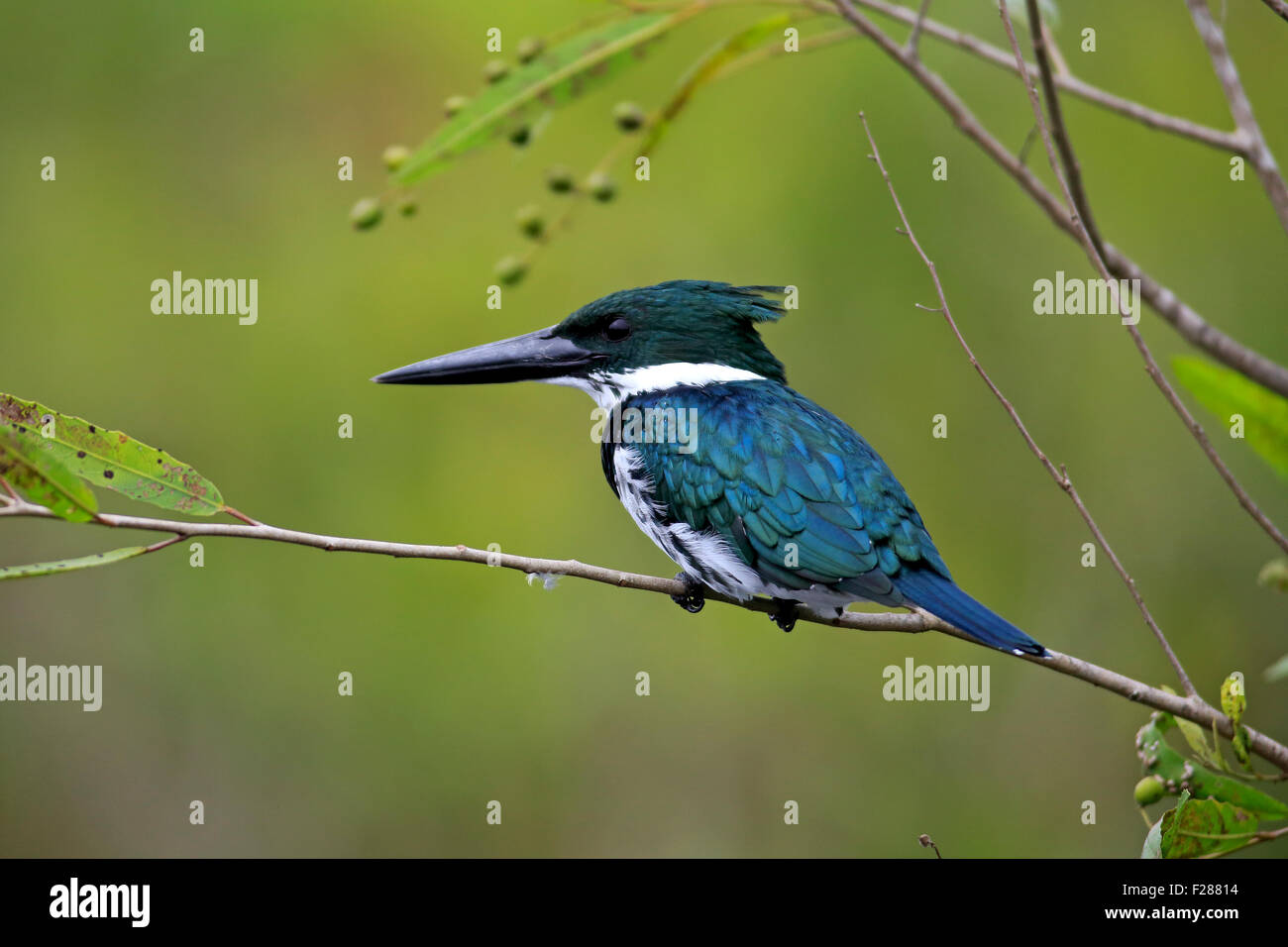 Amazon kingfisher (Chloroceryle amazona), adult on the lookout, in a tree, Pantanal, Mato Grosso, Brazil Stock Photo
