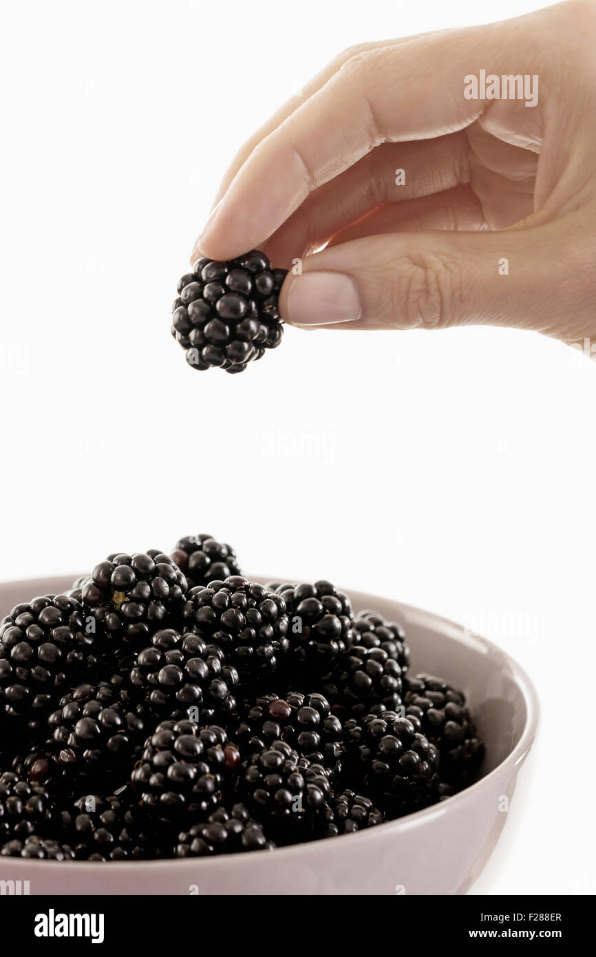 Woman taking a blackberry from a bowl, Bavaria, Germany Stock Photo