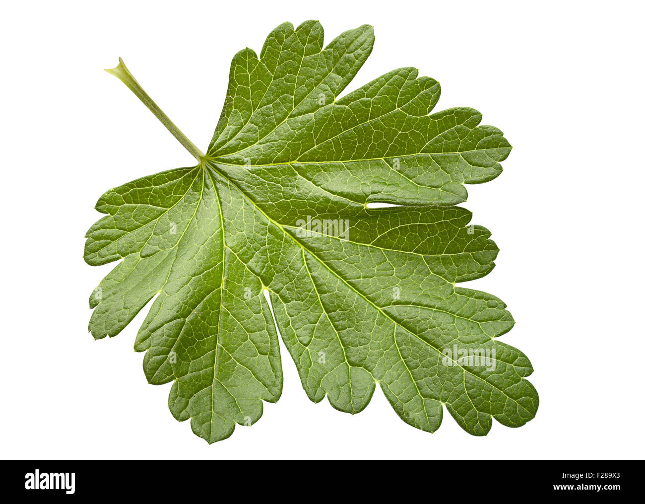 Gooseberry leaf closeup isolated on white background Stock Photo