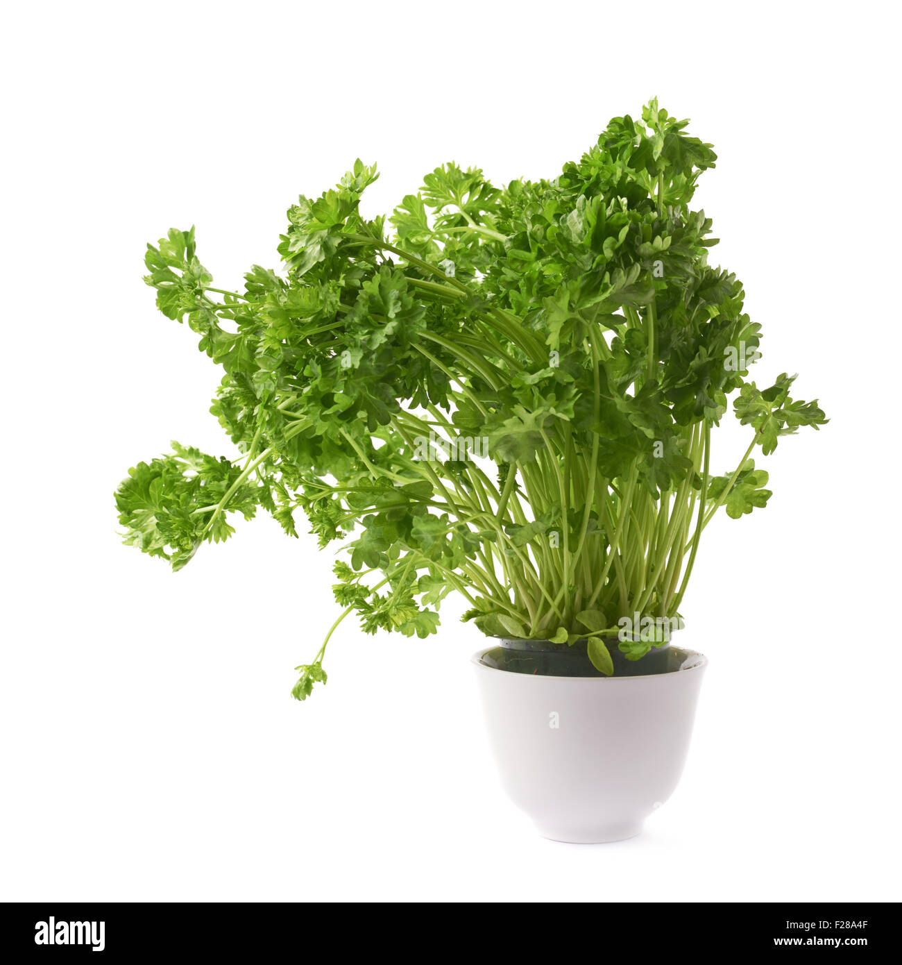 Petroselinum crispum apiaceae garden parsley plant in a white ceramic pot, composition isolated over the white background Stock Photo