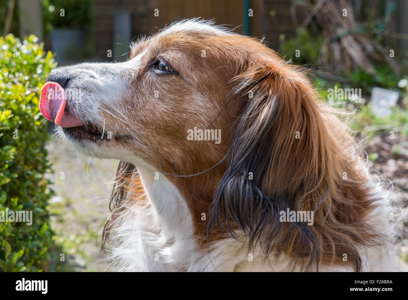 Why Does My Boxer Lick The Air