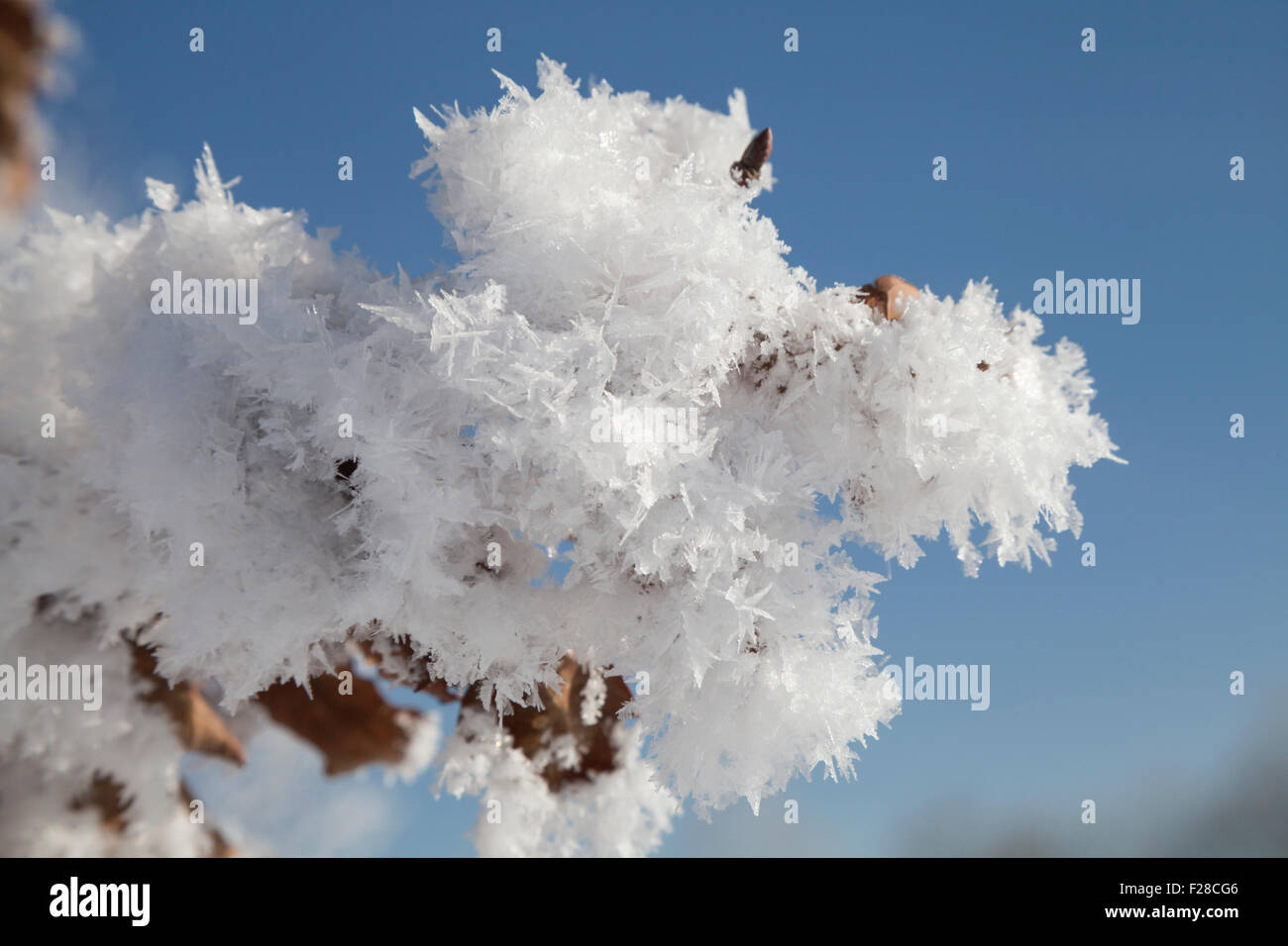 Ice branch close up frozen hi-res stock photography and images - Alamy