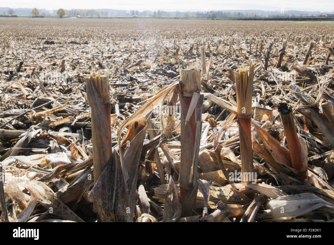 Stubble in harvested corn field, Eichenau, Fürstenfeldbruck, Bavaria, Germany Stock Photo