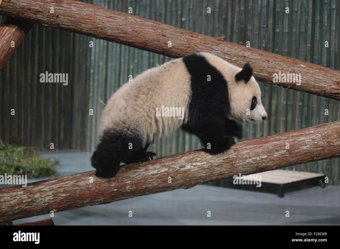 A giant panda for the 2010 World Expo is seen at the Shanghai Zoo, January 5, 2010. Ten giant pandas selected from Bifengxia pan Stock Photo