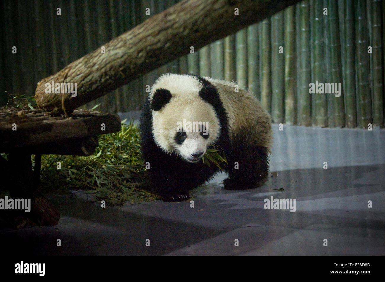 A giant panda for the 2010 World Expo is seen at the Shanghai Zoo, January 5, 2010. Ten giant pandas selected from Bifengxia pan Stock Photo