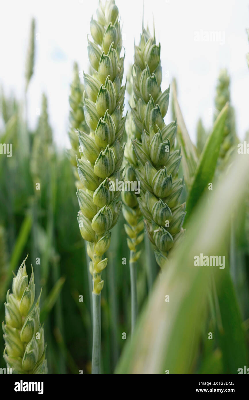 Close-up of wheat crop, Alling, Bavaria, Germany Stock Photo