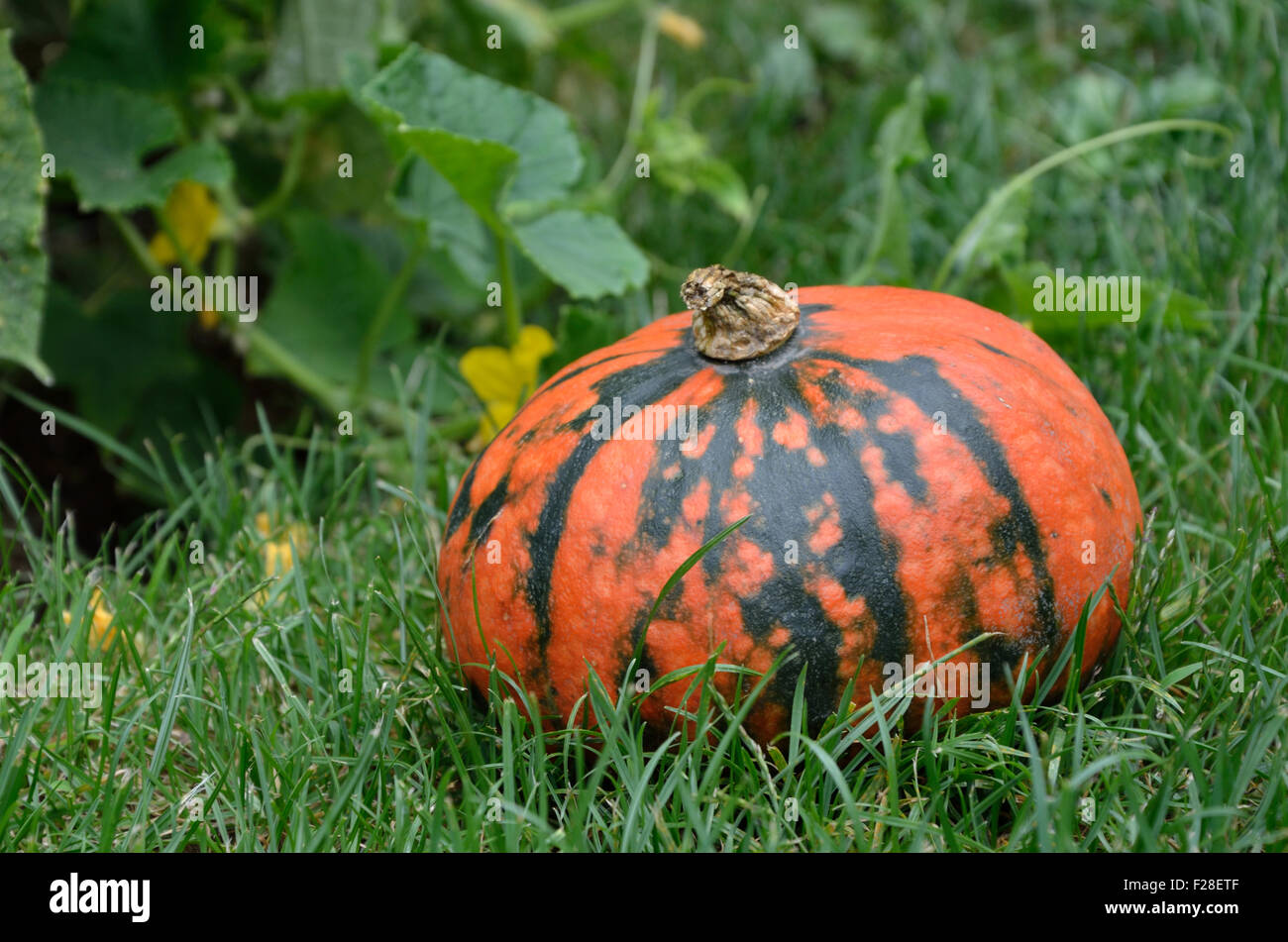 Pumpkin in garden with green leaves and in background Stock Photo - Alamy