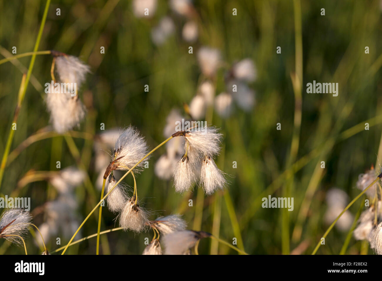 Cotton grass flower hi-res stock photography and images - Alamy