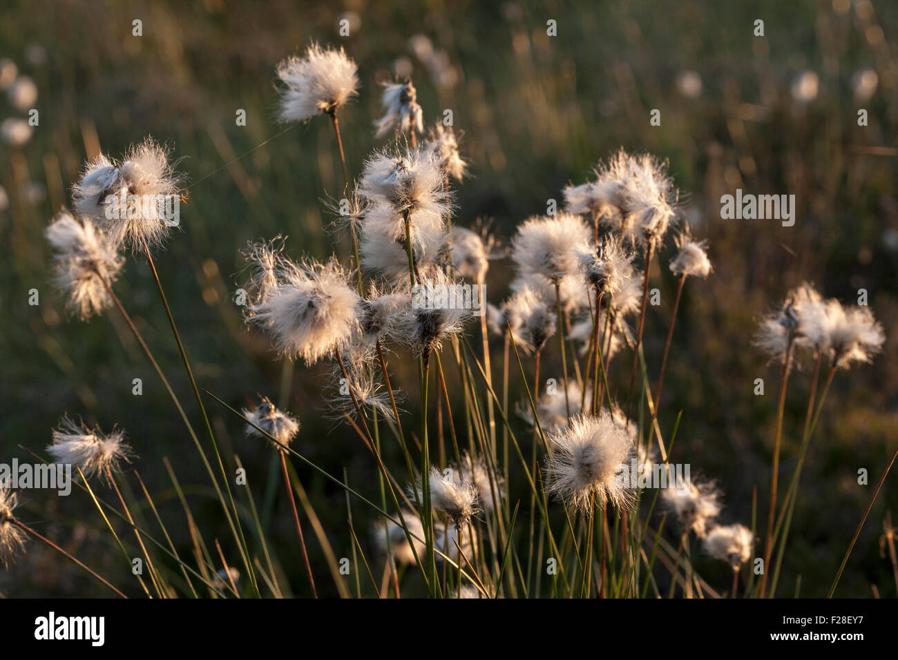 Cotton grass (Eriophorum angustifolium) growing in field, Bavaria