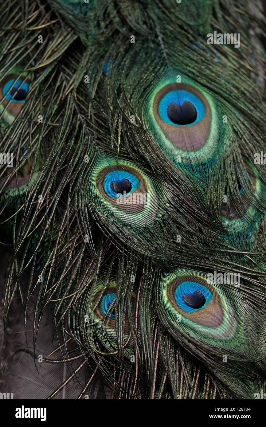 Peacock Feathers Stock Photo