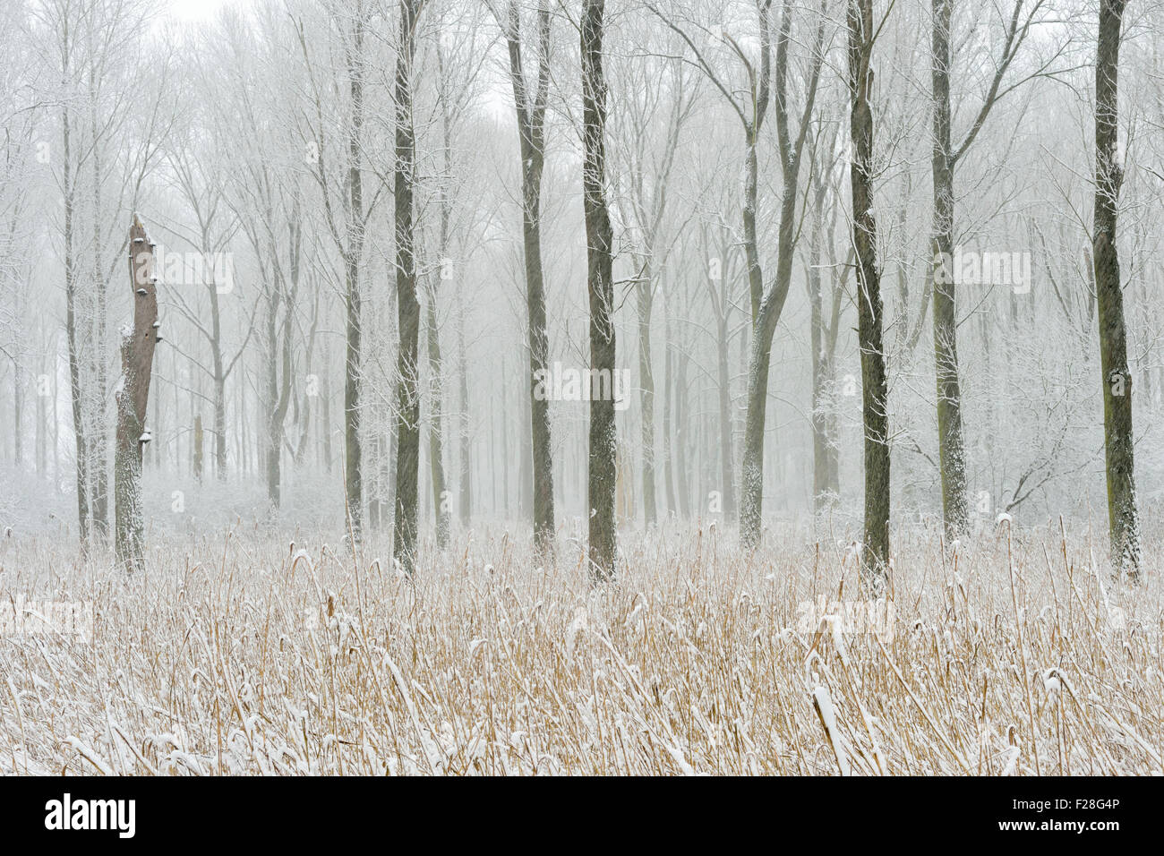 Snow covered swamp forest in the Lower Rhine Region, winter in Meerbusch, Ilvericher Altrheinschlinge, Germany. Stock Photo