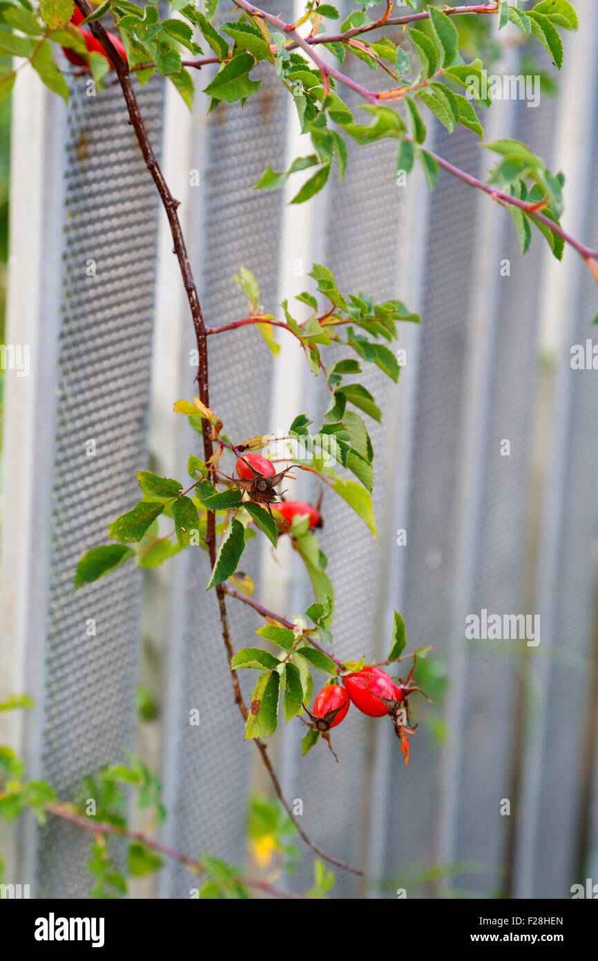 rosehip branch with berries in autumn Stock Photo