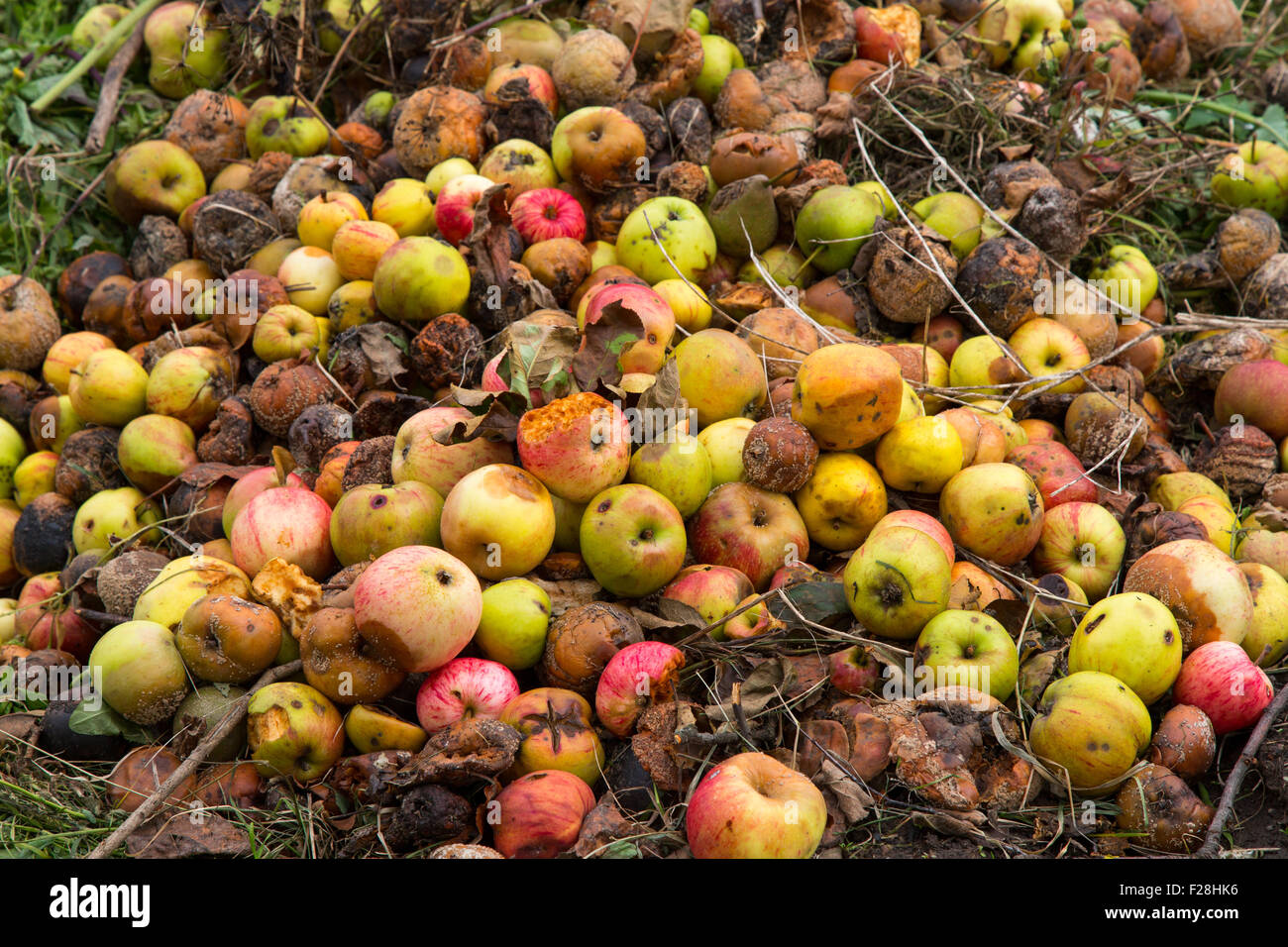Rotten apples on a compost heap on an allotment site Stock Photo