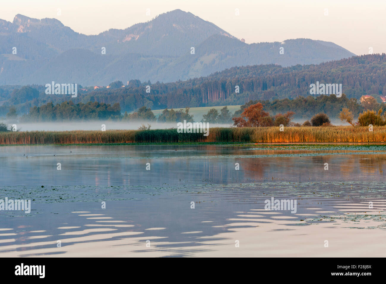 Lily pads floating on misty Chiemsee lake, Bavaria, Germany Stock Photo