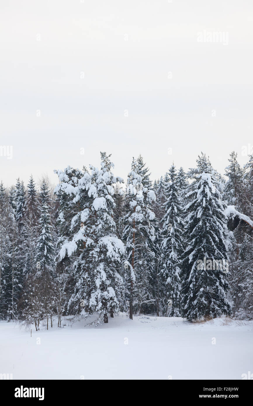 Snow covered forest and field Stock Photo