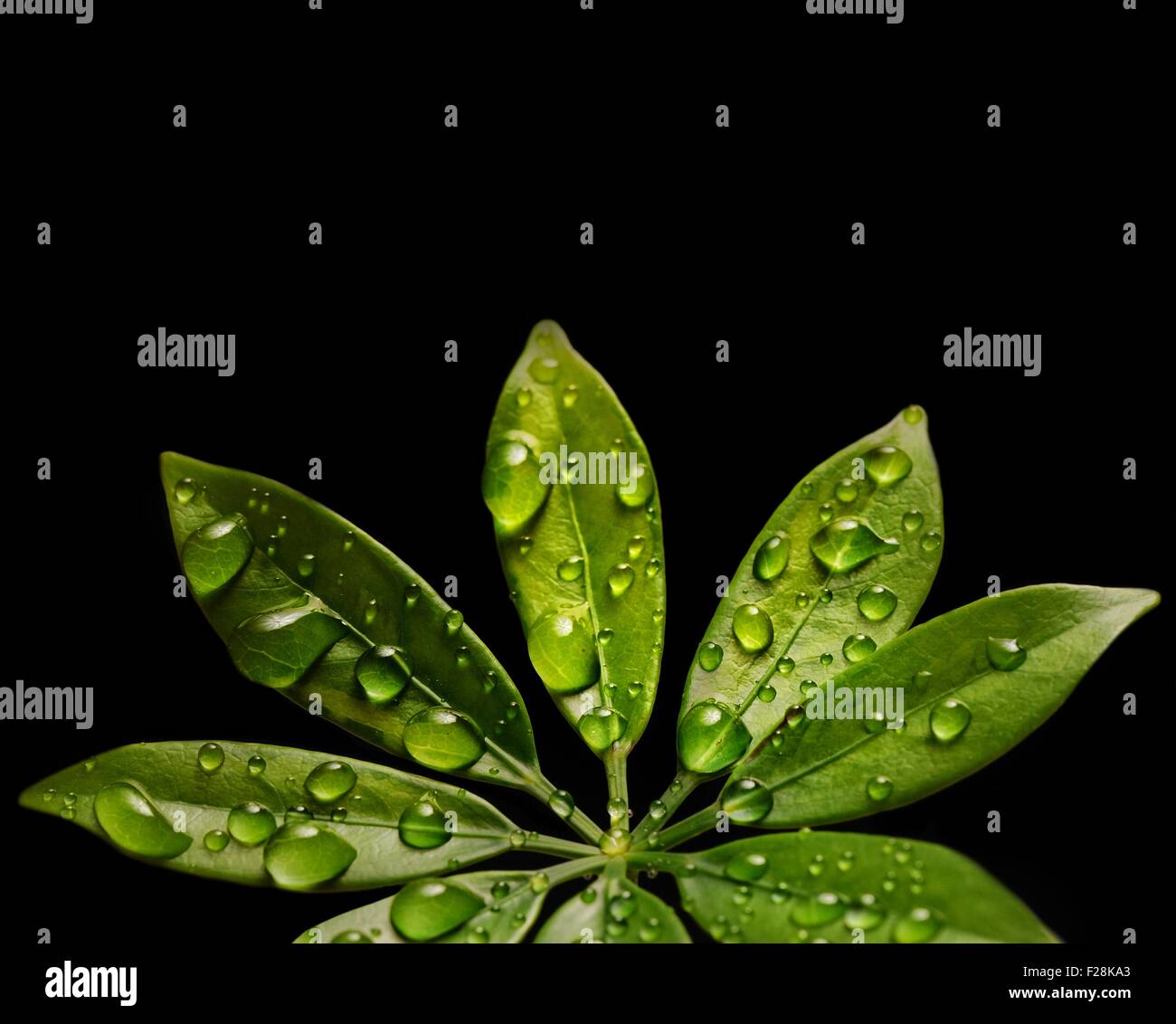 Water drops on fresh green leaves. Isolated on black background Stock ...