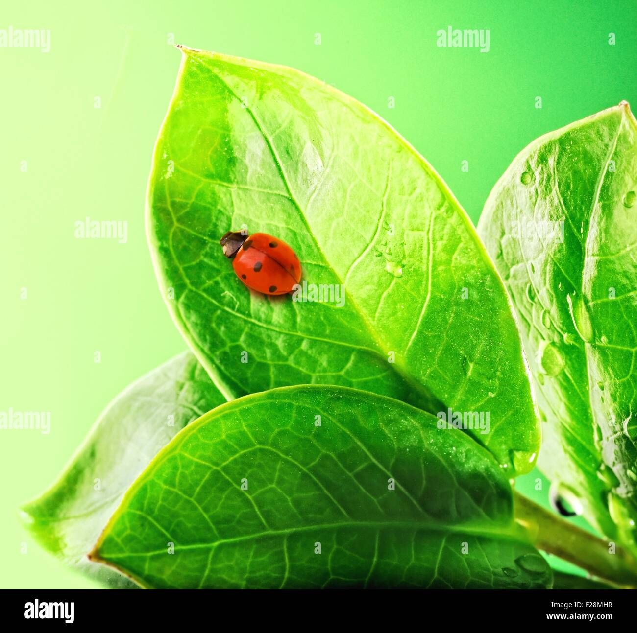 Ladybug on a fresh green leaves Stock Photo - Alamy