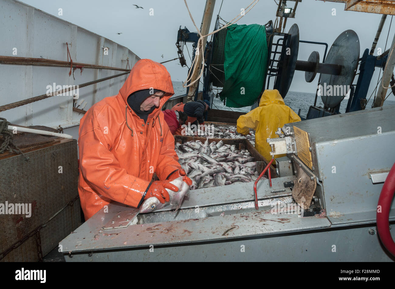 Haddock being fed into machine that guts and cleans fish.  Georges Bank, New England Stock Photo
