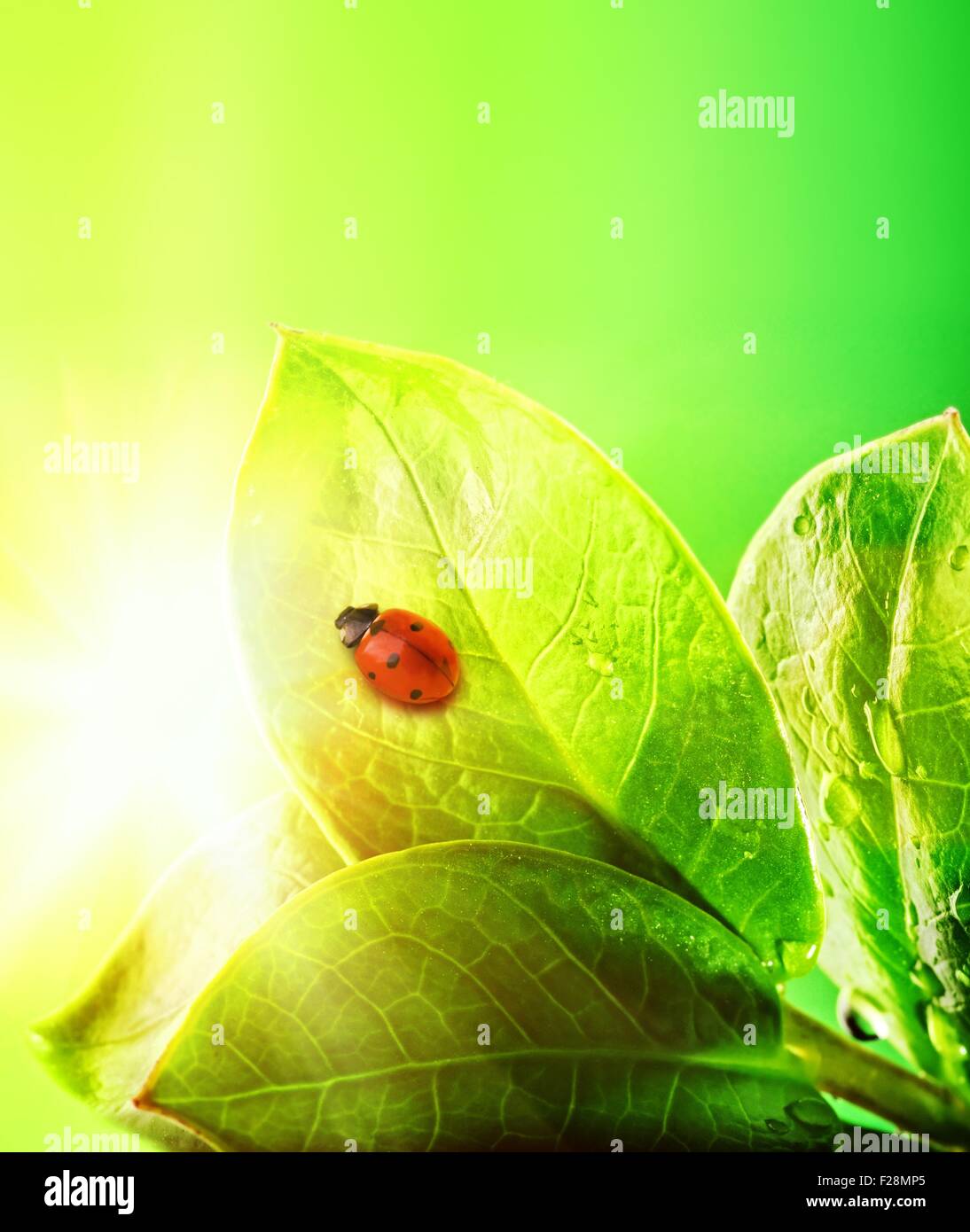 Ladybug on a fresh green leaves Stock Photo - Alamy