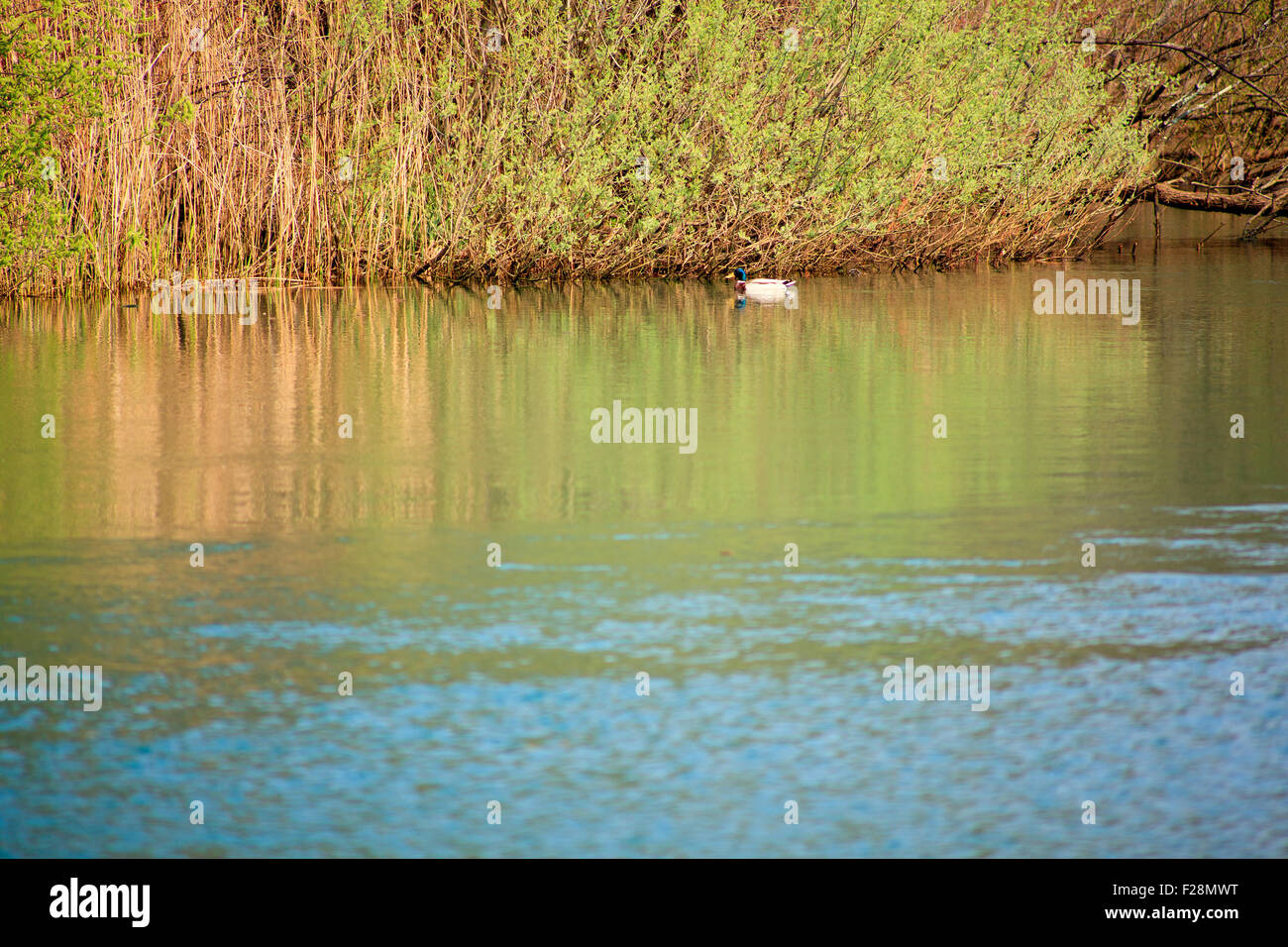 Ducks in the Timavo river, San Giovanni di Duino - Italy Stock Photo