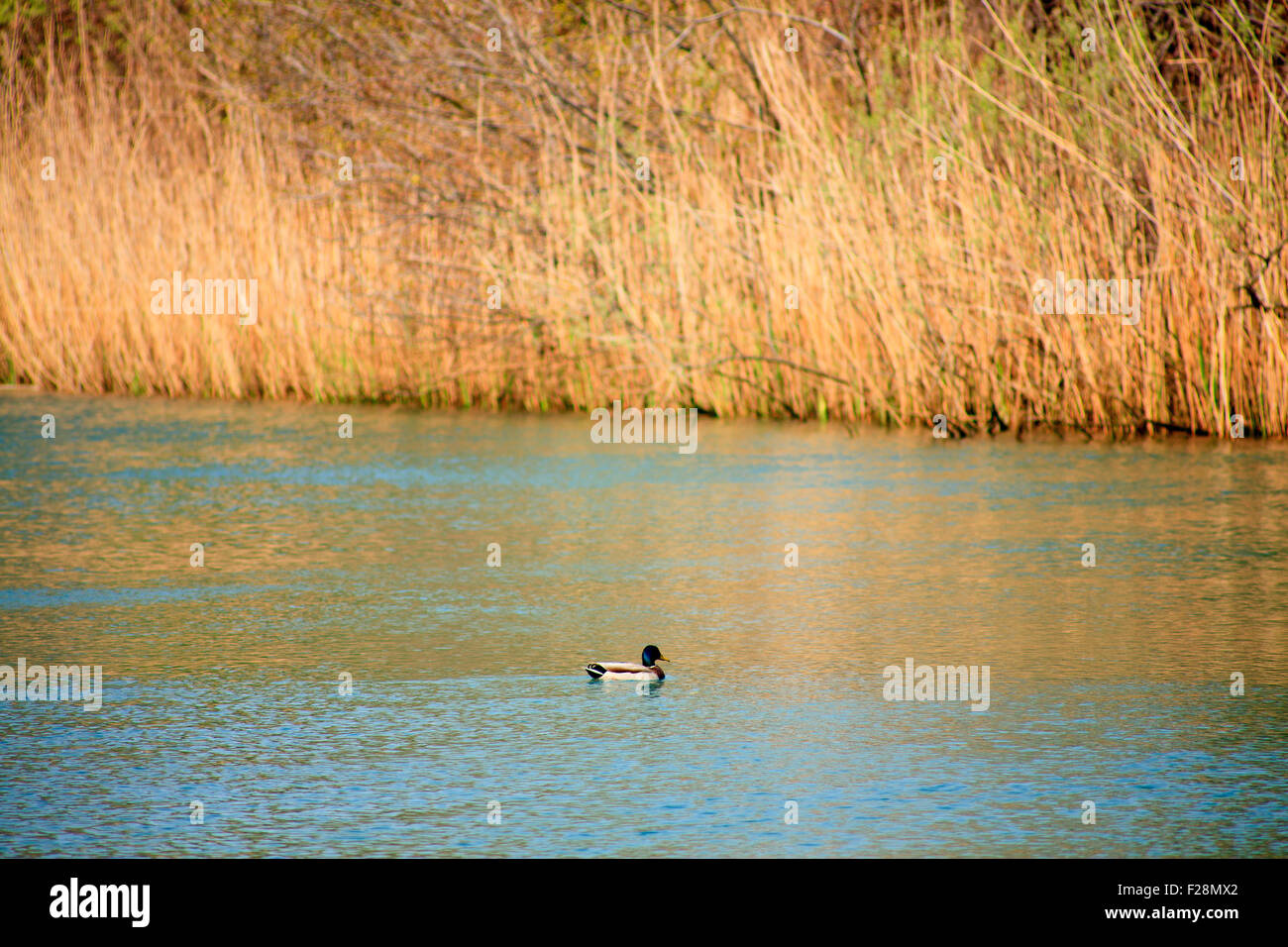 Ducks in the Timavo river, San Giovanni di Duino - Italy Stock Photo