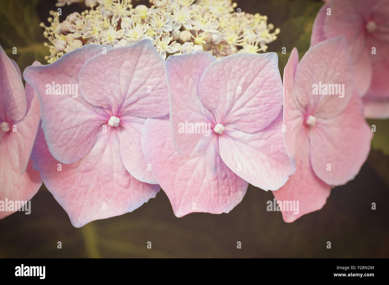 closeup image of flowers of white and pink hydrangea Stock Photo - Alamy