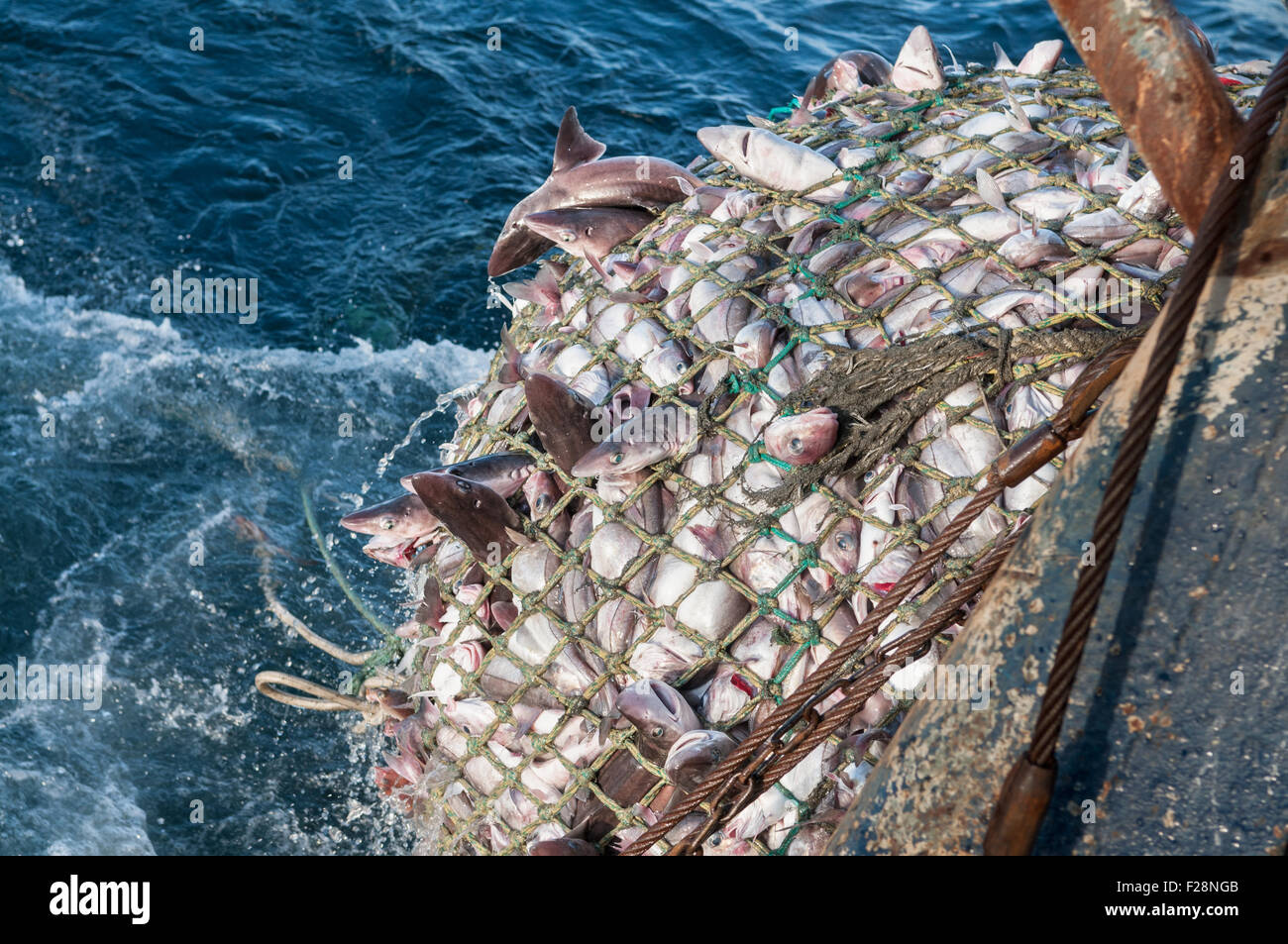 42,737 Fishing Net Stock Photos, High-Res Pictures, and Images