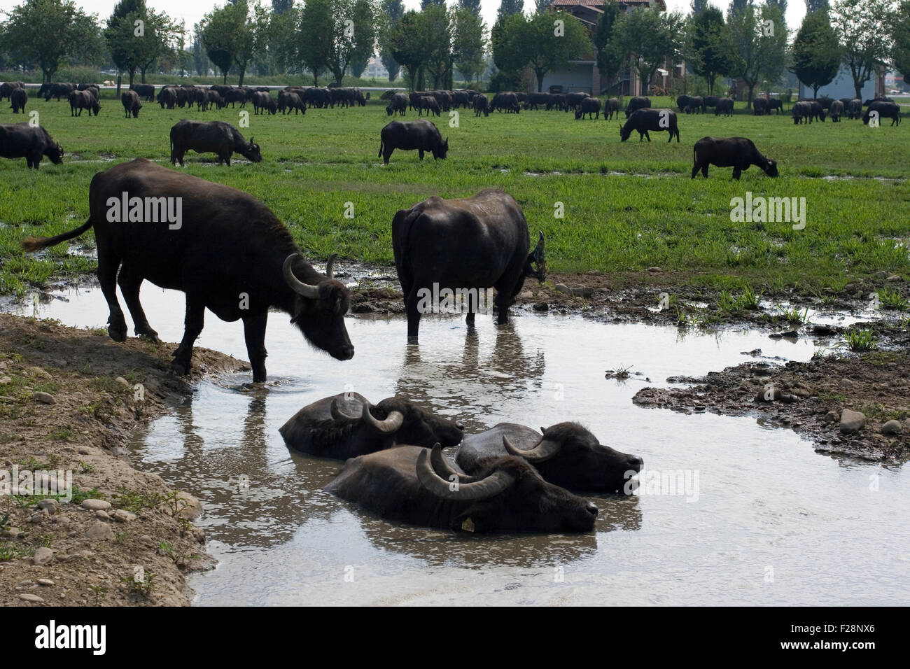 View of buffaloes in a muddy water Stock Photo