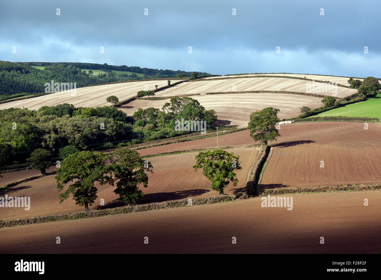 Hedgerows in rolling devon fields hires stock photography and images