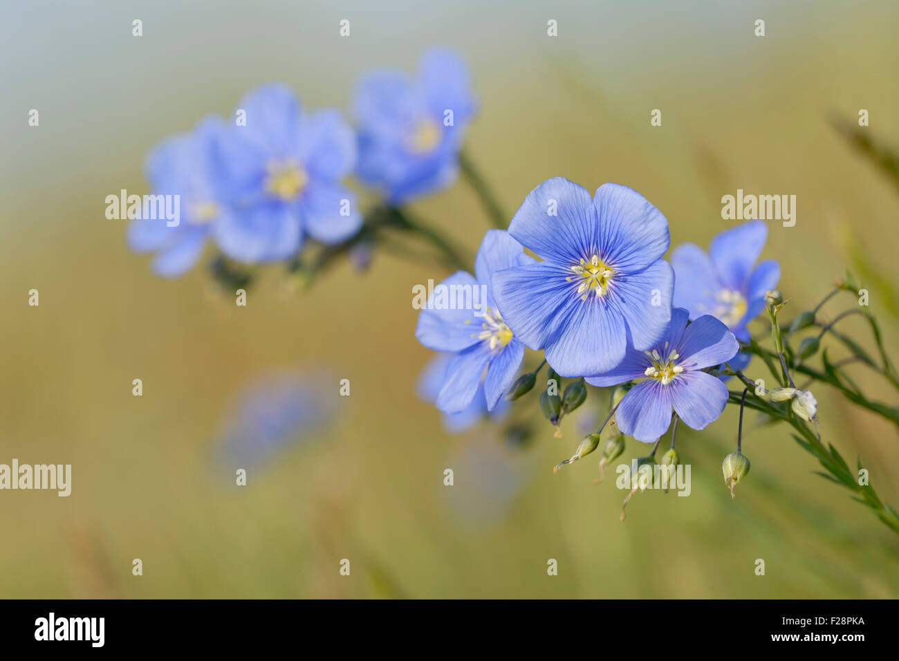 Inflorescence  / Blossoms of Austrian Flax / Oesterreichischer Lein ( Linum austriacum ), blue blooming flowers, Austria. Stock Photo