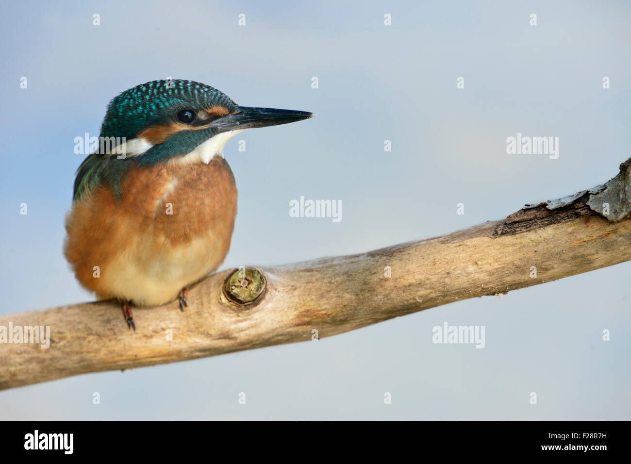 Young Common Kingfisher / Eurasian Kingfisher / Eisvogel  ( Alcedo atthis ) sits on a branch in front of a soft blue background. Stock Photo