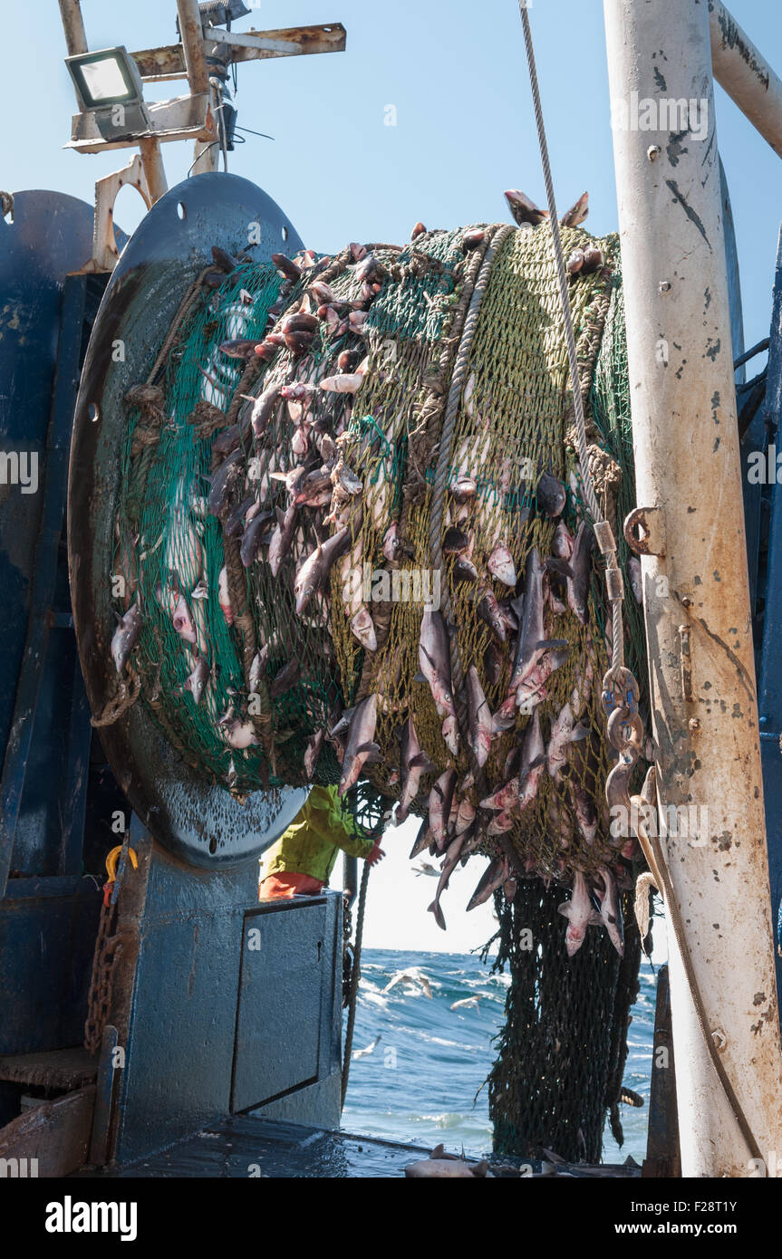 Hauling in dragger net filled with haddock, pollock, dogfish and