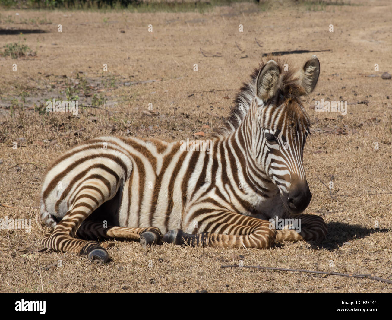 plains Zebra in natural habitat, South Africa Stock Photo Alamy