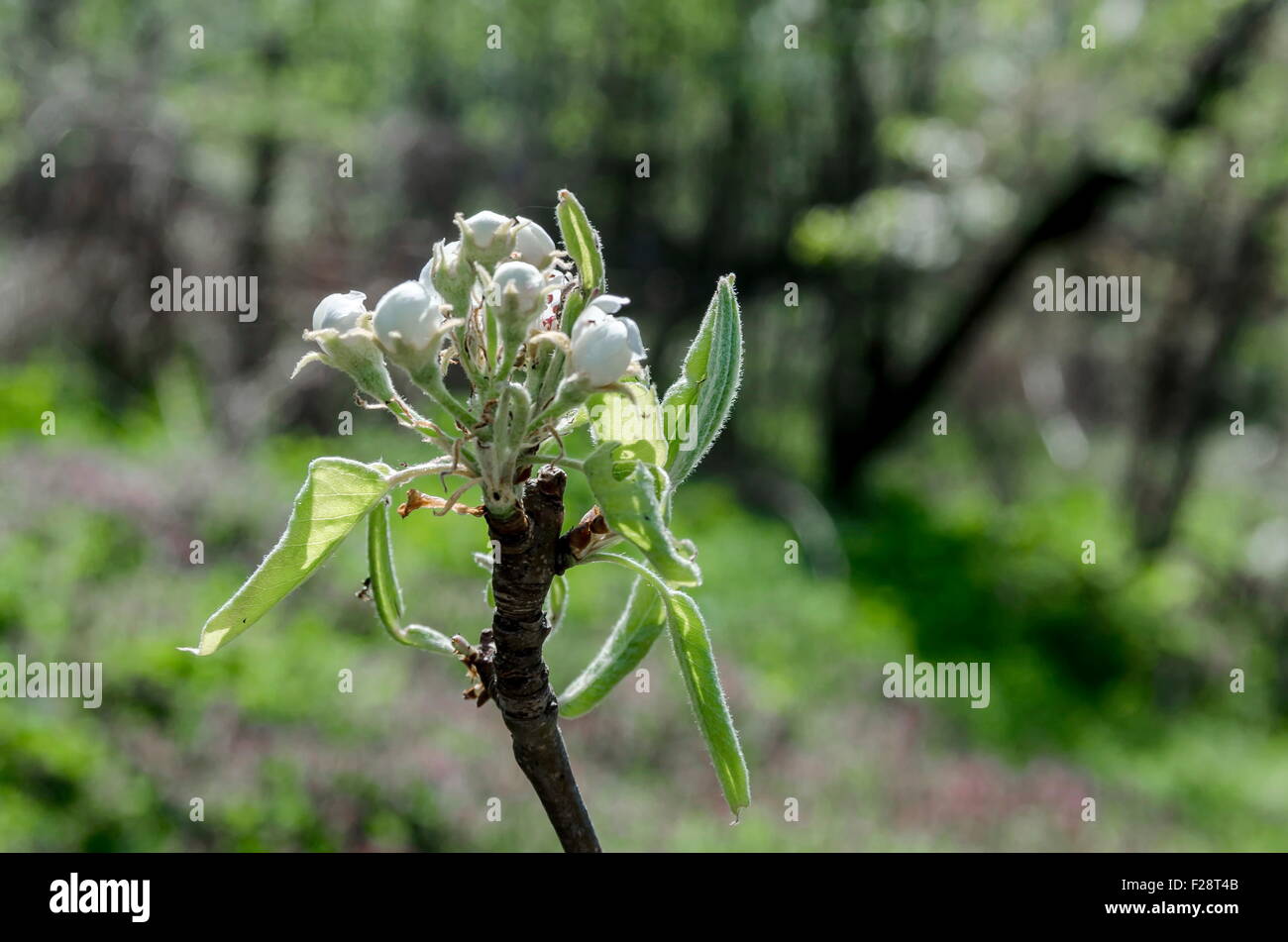 Small apple tree blossom in spring, small town yard, Bulgaria Stock Photo
