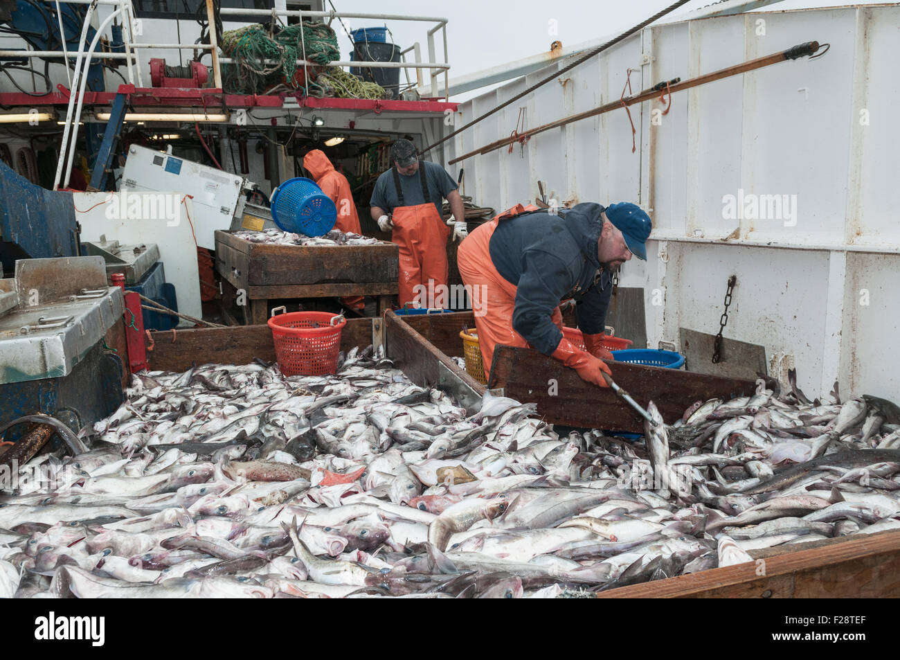 Sorting catch of haddock, scrod, pollock and dogfish on deck of
