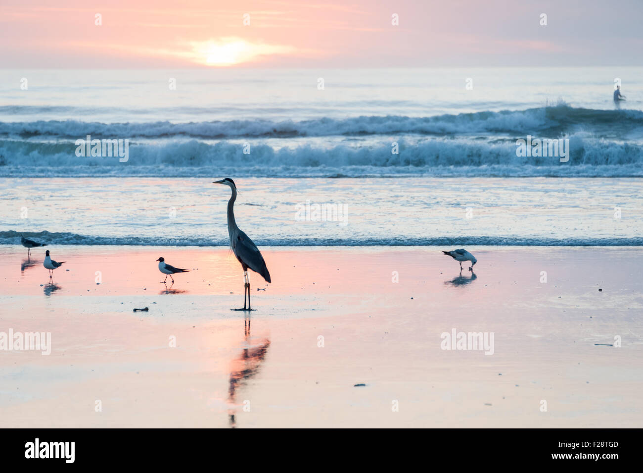 Florida beach birds hires stock photography and images Alamy