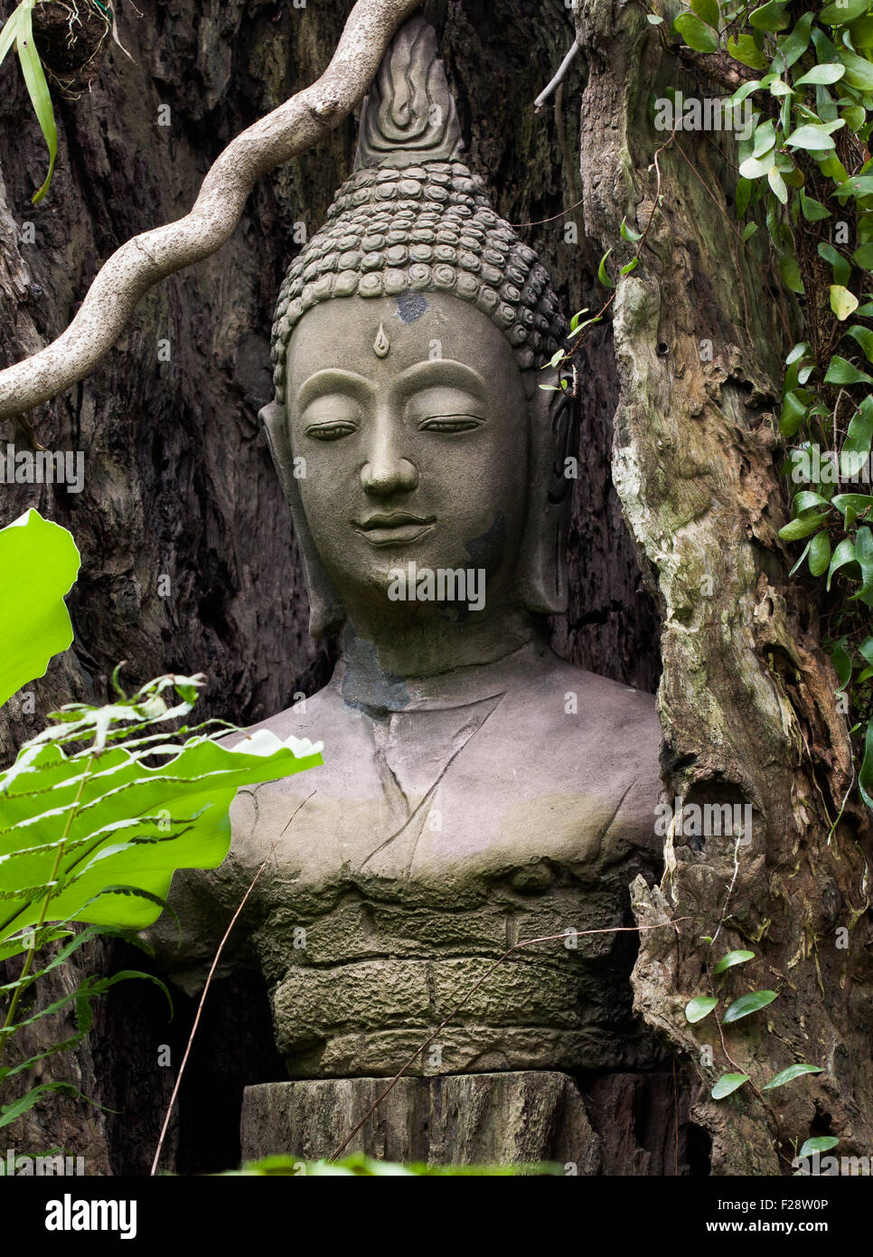 Buddha face head statue stucco covered by dead tree timber in ancient Thailand Stock Photo