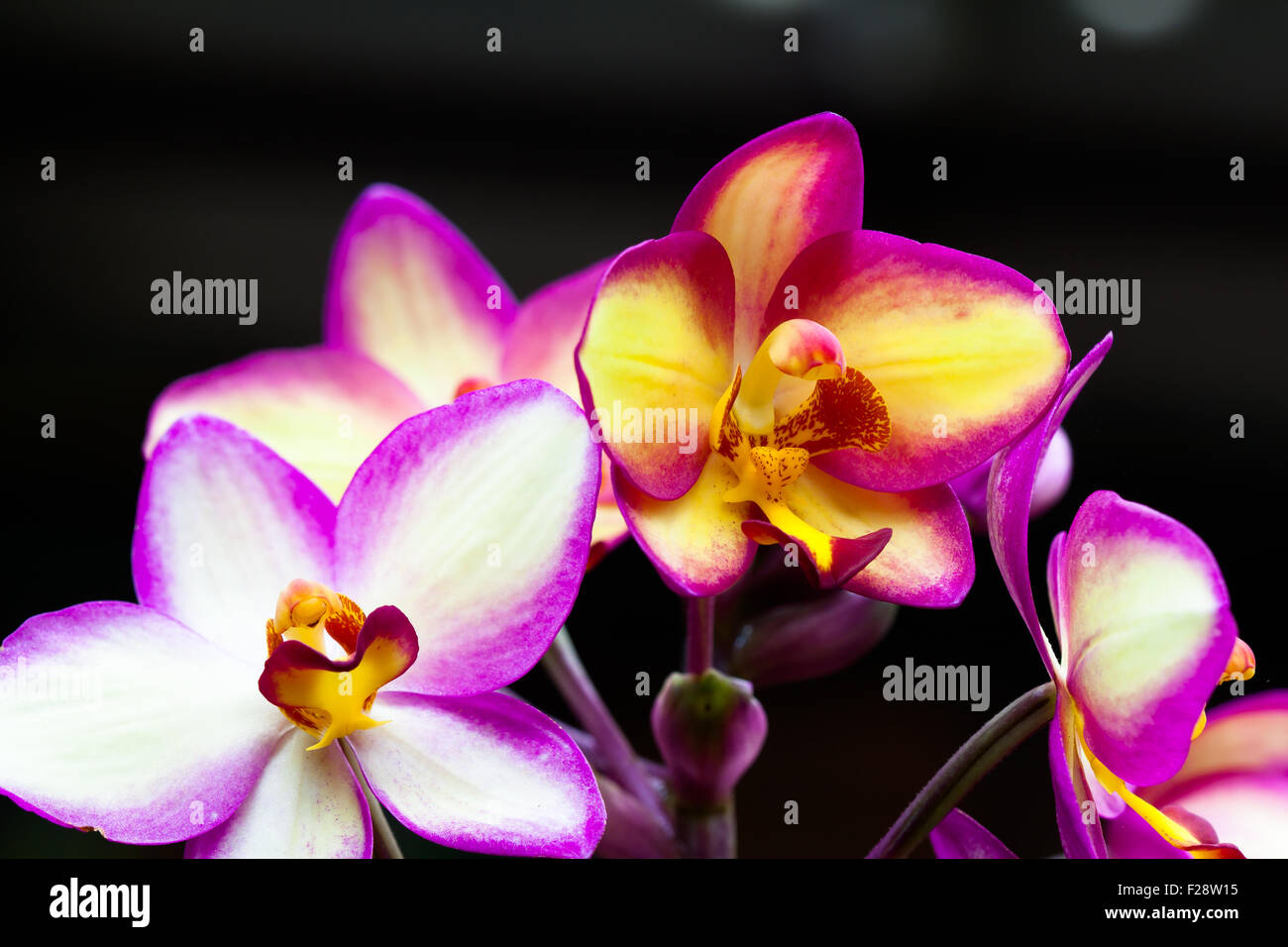 Beautiful orchids bloom in Thailand in dark blackground Stock Photo