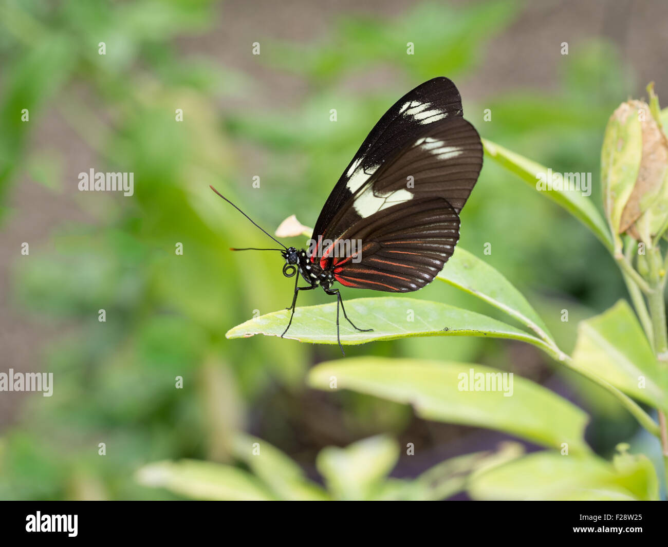 Exotic butterfly. Small postman, the red passion flower butterfly, or the crimson-patched longwing. Heliconius erato notabilis Stock Photo