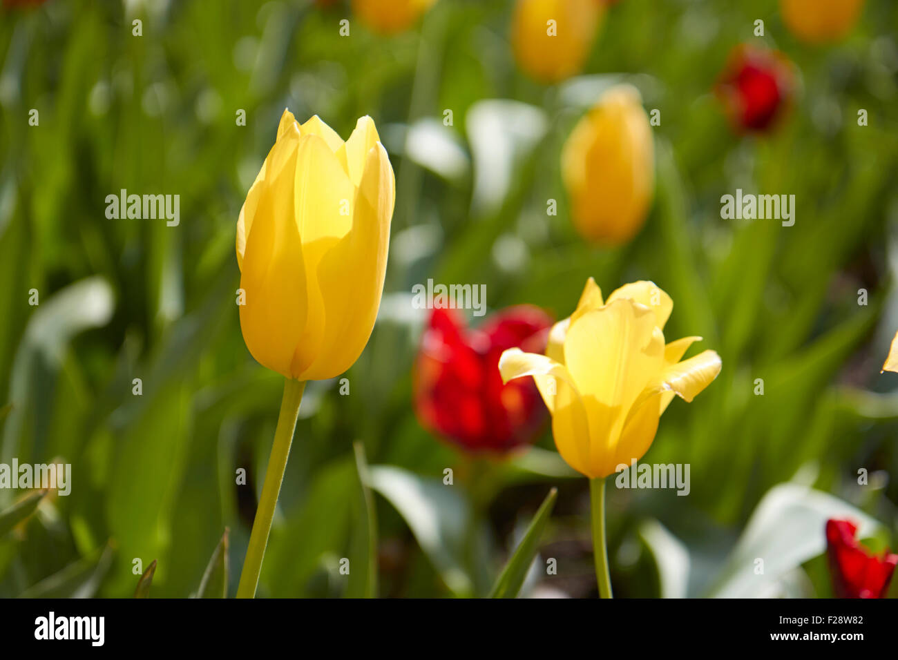Beautiful close up of yellow tulips in a field Stock Photo - Alamy