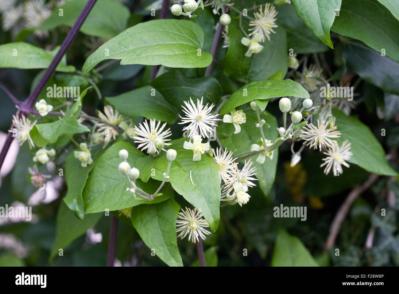 Clematis vitalba. Wild clematis growing in the hedgerow. Stock Photo