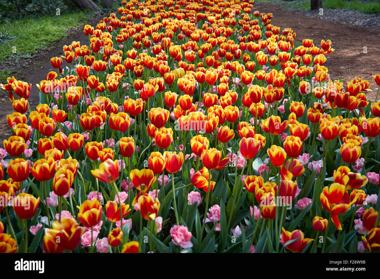 Red tulip in a yellow field hi-res stock photography and images - Alamy