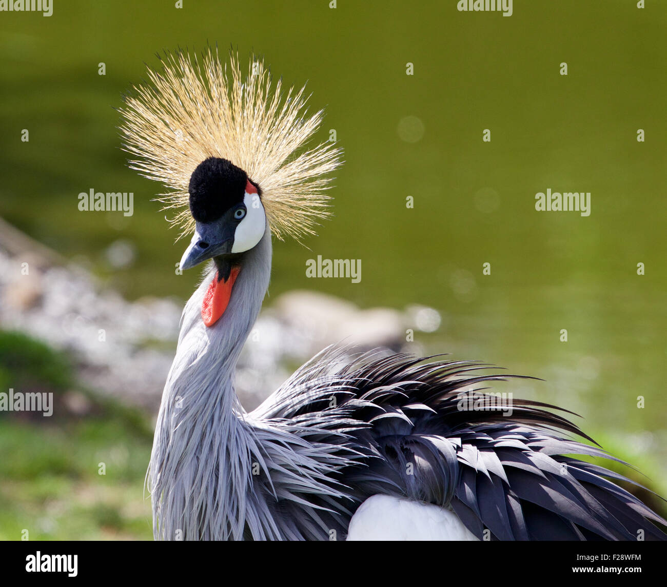 Very beautiful bird East African Crowned Crane Stock Photo