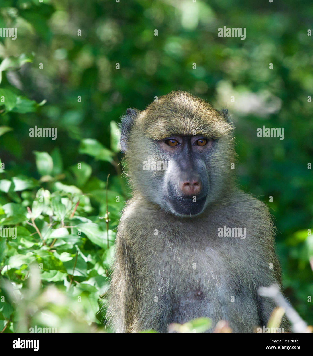 Funny baboon videos new arrivals