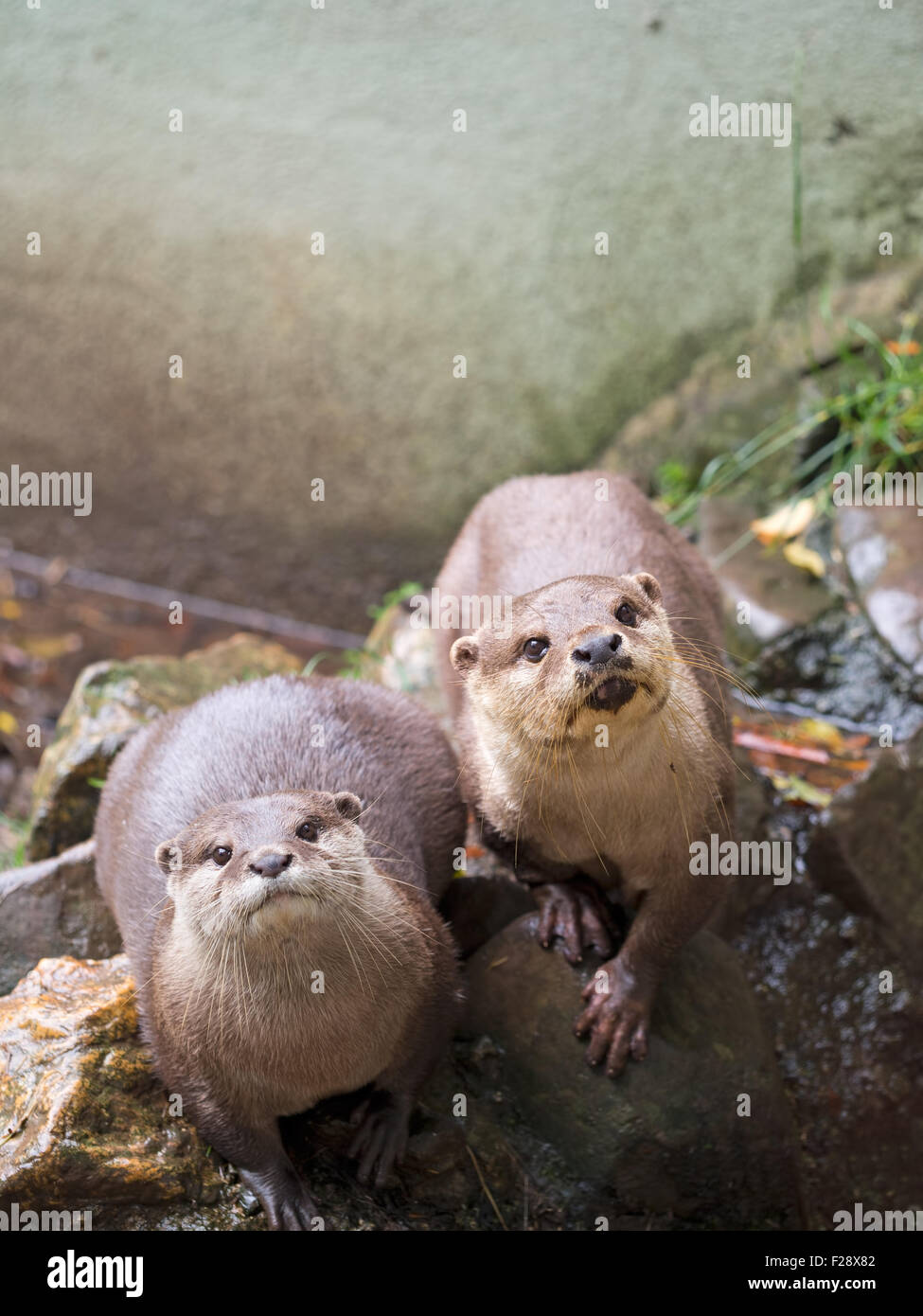 Hungry rescue otters awaiting for a fish. Lutrinae. Stock Photo