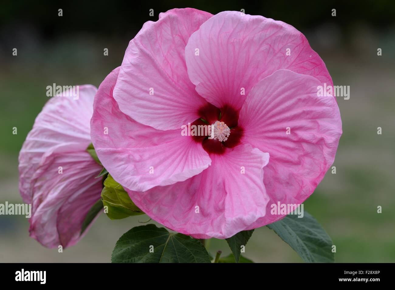 Giant Hardy Hibiscus Stock Photo