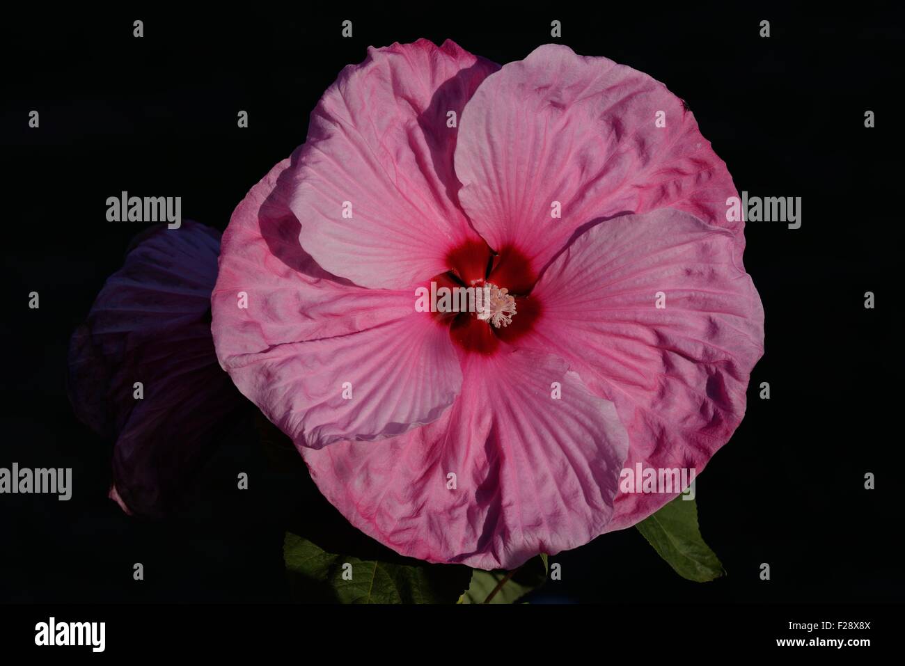 Giant Hardy Hibiscus Stock Photo