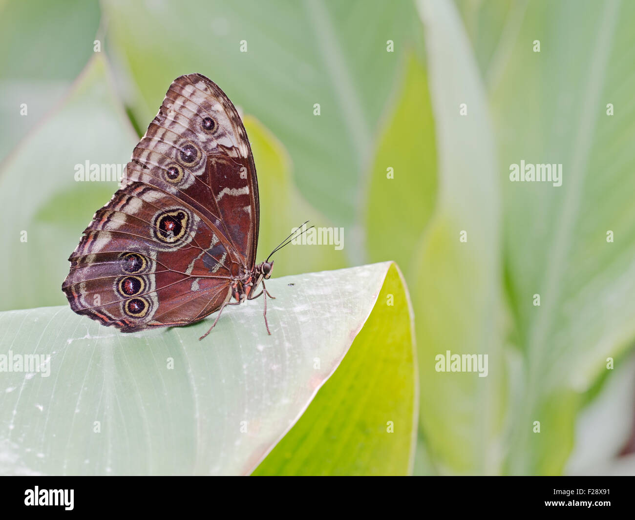 Morpho peleides tropical butterfly. Profile. Stock Photo