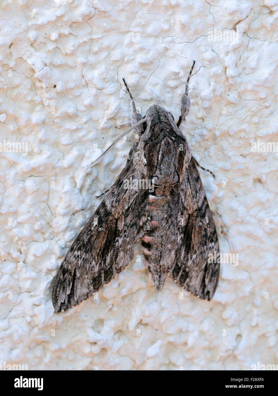 Convolvulus Hawk-moth Agrius convolvuli Stock Photo